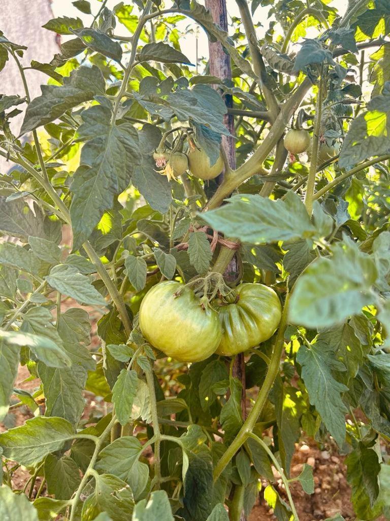 Kuca Za Odmor Sika Villa Sinj Exteriör bild